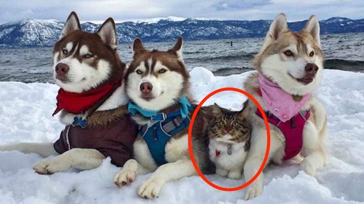 Это - Кот, смотрящий вперёд!