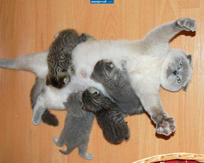 Едят...такой у них режим...