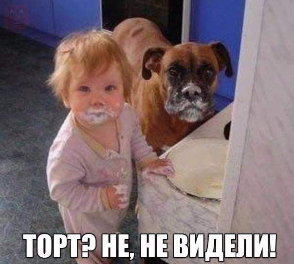 Наглые рыжие морды ;)