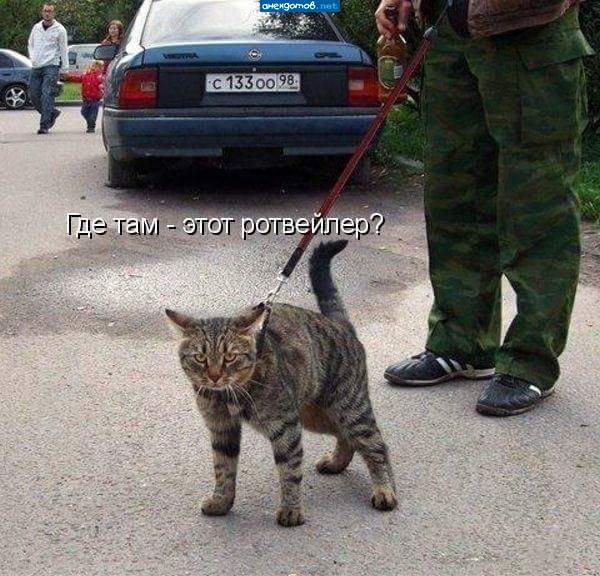 почему без намордника?