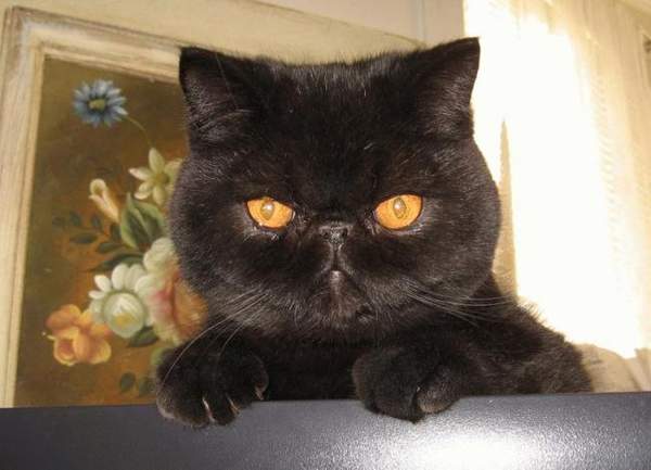 Кот Бегемот