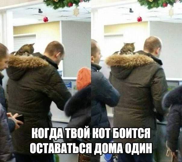Капюшоновый кот
