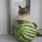 pic